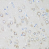 Immunohistochemistry of paraffin-embedded Rat brain using GPI Polyclonal Antibody at dilution of  1:200 (40x lens).
