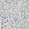 Immunohistochemistry of paraffin-embedded Rat kidney using GPI Polyclonal Antibody at dilution of  1:200 (40x lens).