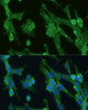 Immunofluorescence analysis of NIH-3T3 cells using GPI Polyclonal Antibody at dilution of  1:100. Blue: DAPI for nuclear staining.