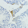 Immunohistochemistry of paraffin-embedded Mouse testis using KLKB1 Polyclonal Antibody at dilution of  1:200 (40x lens).