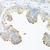 Immunohistochemistry of paraffin-embedded Human prostate using PLEK Polyclonal Antibody at dilution of  1:200 (40x lens).