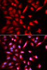 Immunofluorescence analysis of U2OS cells using PSMC3 Polyclonal Antibody