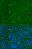 Immunofluorescence analysis of U2OS cells using YWHAZ Polyclonal Antibody at dilution of  1:100. Blue: DAPI for nuclear staining.