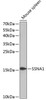 Western blot analysis of extracts of Mouse spleen using SSNA1 Polyclonal Antibody at dilution of 1:1000.