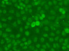 Immunofluorescence analysis of A549 cells using SSNA1 Polyclonal Antibody