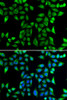 Immunofluorescence analysis of U2OS cells using DNAJA3 Polyclonal Antibody