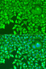 Immunofluorescence analysis of U2OS cells using pum1 Polyclonal Antibody at dilution of  1:100. Blue: DAPI for nuclear staining.