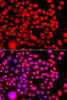 Immunofluorescence analysis of A549 cells using TESK2 Polyclonal Antibody