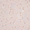Immunohistochemistry of paraffin-embedded Rat brain using ZNF346 Polyclonal Antibody at dilution of  1:100 (40x lens).