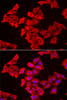 Immunofluorescence analysis of HeLa cells using SMPX Polyclonal Antibody