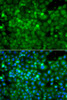 Immunofluorescence analysis of A549 cells using POC1A Polyclonal Antibody