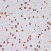 Immunohistochemistry of paraffin-embedded Rat brain using PELP1 Polyclonal Antibody at dilution of  1:100 (40x lens).