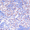 Immunohistochemistry of paraffin-embedded Mouse spleen using PELP1 Polyclonal Antibody at dilution of  1:100 (40x lens).