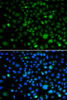 Immunofluorescence analysis of A549 cells using KLF15 Polyclonal Antibody