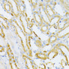 Immunohistochemistry of paraffin-embedded Mouse kidney using Cytochrome c Polyclonal Antibody at dilution of  1:100 (40x lens).
