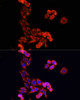 Immunofluorescence analysis of HeLa cells using Cytochrome c Polyclonal Antibody at dilution of  1:100. Blue: DAPI for nuclear staining.