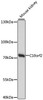 Western blot analysis of extracts of Mouse kidney using C10orf2 Polyclonal Antibody at dilution of 1:1000.