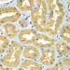 Immunohistochemistry of paraffin-embedded Human kidney using GOPC Polyclonal Antibody at dilution of  1:100 (40x lens).