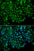 Immunofluorescence analysis of A549 cells using GOPC Polyclonal Antibody