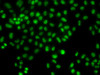 Immunofluorescence analysis of HeLa cells using LHX8 Polyclonal Antibody