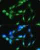 Immunofluorescence analysis of NIH-3T3 cells using CSNK2A2 Polyclonal Antibody at dilution of  1:100 (40x lens). Blue: DAPI for nuclear staining.