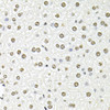 Immunohistochemistry of paraffin-embedded Mouse liver using FBL Polyclonal Antibody at dilution of  1:100 (40x lens).