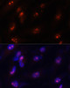 Immunofluorescence analysis of U-251MG cells using FBL Polyclonal Antibody at dilution of  1:100. Blue: DAPI for nuclear staining.