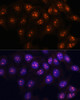 Immunofluorescence analysis of HeLa cells using FBL Polyclonal Antibody at dilution of  1:100. Blue: DAPI for nuclear staining.