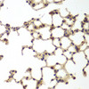 Immunohistochemistry of paraffin-embedded Mouse lung using GSS Polyclonal Antibody at dilution of  1:200 (40x lens).