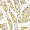 Immunohistochemistry of paraffin-embedded Mouse heart using HNMT Polyclonal Antibody at dilution of  1:100 (40x lens).