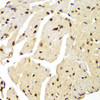 Immunohistochemistry of paraffin-embedded Mouse heart using LIG3 Polyclonal Antibody at dilution of  1:100 (40x lens).