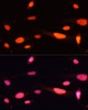 Immunofluorescence analysis of U-2 OS cells using MCM5 Polyclonal Antibody at dilution of  1:100. Blue: DAPI for nuclear staining.