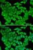 Immunofluorescence analysis of U2OS cells using MDH2 Polyclonal Antibody