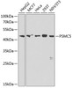 Western blot analysis of extracts of various cell lines using PSMC5 Polyclonal Antibody at dilution of 1:1000.