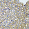 Immunohistochemistry of paraffin-embedded Mouse liver using CETP Polyclonal Antibody