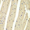Immunohistochemistry of paraffin-embedded Mouse heart using HAUSP / USP7 Polyclonal Antibody at dilution of  1:200 (40x lens).