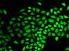Immunofluorescence analysis of HeLa cells using HAUSP / USP7 Polyclonal Antibody