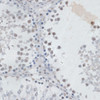 Immunohistochemistry of paraffin-embedded Rat testis using USP7 Polyclonal Antibody at dilution of  1:100 (40x lens).