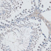 Immunohistochemistry of paraffin-embedded Mouse testis using USP7 Polyclonal Antibody at dilution of  1:100 (40x lens).