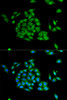 Immunofluorescence analysis of HeLa cells using PICK1 Polyclonal Antibody