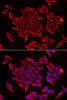 Immunofluorescence analysis of U2OS cells using TIMM17A Polyclonal Antibody