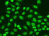 Immunofluorescence analysis of A549 cells using POLR2J Polyclonal Antibody