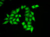 Immunofluorescence analysis of HeLa cells using SSRP1 Polyclonal Antibody