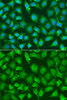 Immunofluorescence analysis of A549 cells using XRCC2 Polyclonal Antibody