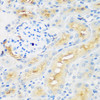 Immunohistochemistry of paraffin-embedded Rat kidney using PROCR Polyclonal Antibody at dilution of  1:200 (40x lens).