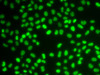 Immunofluorescence analysis of HeLa cells using HDGF Polyclonal Antibody at dilution of  1:50. Blue: DAPI for nuclear staining.