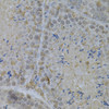 Immunohistochemistry of paraffin-embedded Rat testis using GLB1 Polyclonal Antibody at dilution of  1:200 (40x lens).