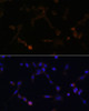 Immunofluorescence analysis of NIH/3T3 cells using UBE2L6 Polyclonal Antibody at dilution of  1:100. Blue: DAPI for nuclear staining.