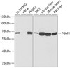 Western blot analysis of extracts of various cell lines using PGM1 Polyclonal Antibody at dilution of 1:1000.