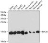 Western blot analysis of extracts of various cell lines using RPL30 Polyclonal Antibody at dilution of 1:3000.